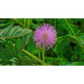 CEMEHA SEEDS - Sensitive Plant Sleepy Mimosa Shameplant Touch-Me-Not Dwarf Non GMO Vegetable for Planting