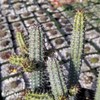 Euphorbia baioensis Cacti Cactus Succulent Real Live Plant