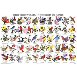 State Birds & Flowers Poster