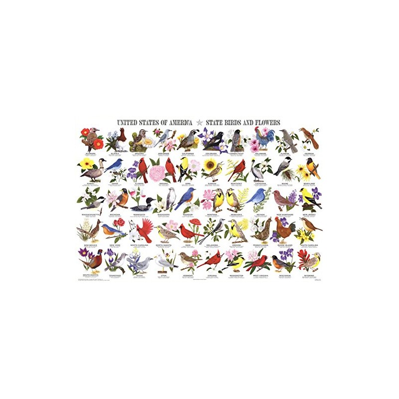 State Birds & Flowers Poster