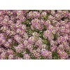 4000 Dwarf Pink Sweet Alyssum Seeds - Great Ground Cover