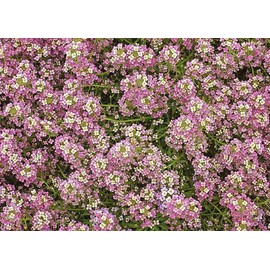 4000 Dwarf Pink Sweet Alyssum Seeds - Great Ground Cover