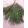 Homemade 25 Pc Lot: Organic Eastern White Pine Needle Tea