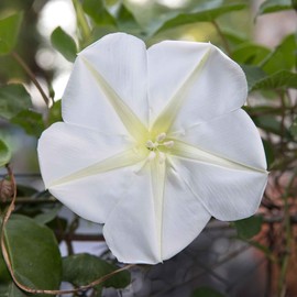Eden Brothers Moonflower Seeds, Non-GMO Seeds for Planting, 1 oz | Low-Maintenance Flower Seeds, Plant During Spring, Zones 4, 5, 6, 7, 8, 9, 10