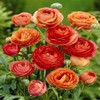 Ranunculus asiaticus Orange - 10 Flower Bulbs