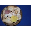 Salty Pelican Large Seashells Display MIx