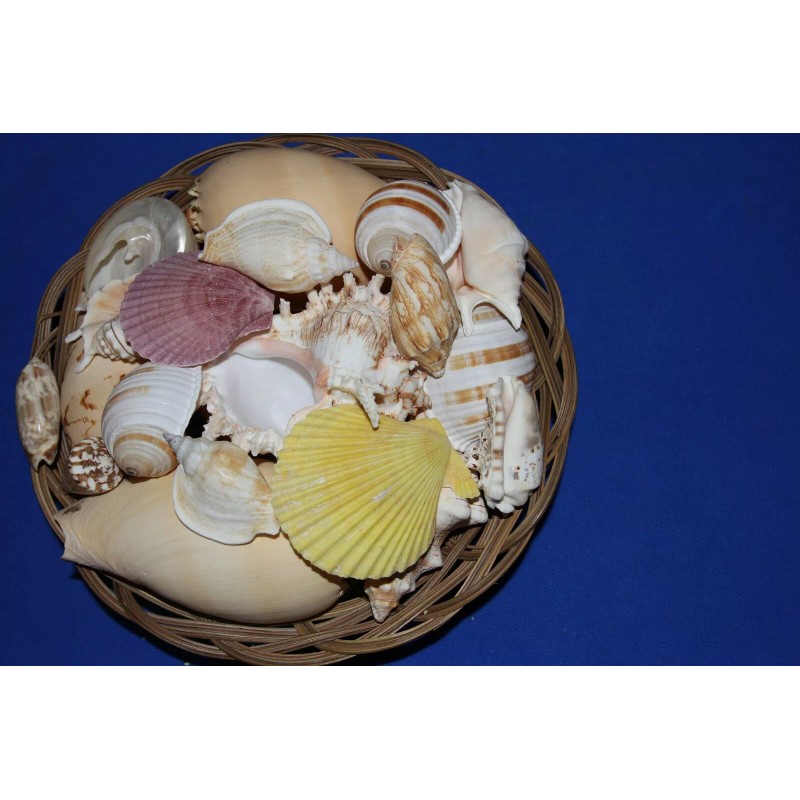 Salty Pelican Large Seashells Display MIx