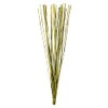 Vickerman 40” Basil Elephant Reed, 10 oz Bundle, Dried