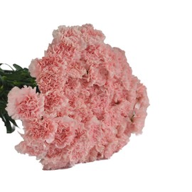 Farm2Door Flowers - Mother's Day Collection - 75 Fresh Pink Carnations from Colombia - Wholesale Fresh Flowers I Gift for Birthday, Anniversary, Thank You, Mother’s Day Fresh Flowers.