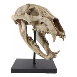 Ebros 11" Wide Replica American Black Bear Skeleton Skull Fossil Resin Figurine