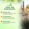 Outsidepride Red Yucca Seeds for Planting - 50 Pcs Drought
