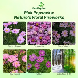 Outsidepride Pink Popsocks Cosmos Bipinnatus Seeds - 100 Pcs Annual, Easy to Grow & Drought Tolerant, Flower Seeds for Planting w/Vibrant Double Blooms, Ideal for Cut Flower & Wildflower Meadows