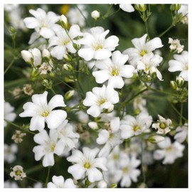 Everwilde Farms - 1 Oz Annual Baby's Breath Wildflower Seeds - Gold Vault