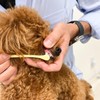 犬口ケア はみがき 60g 5670160