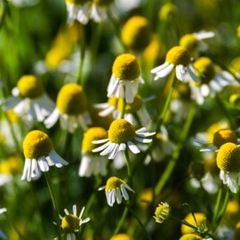 Outsidepride German Chamomile - 5000 Seeds