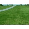 Eretz Contractor’s Grass Seed Blend by Eretz - CHOOSE SIZE!