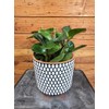 Peperomia Obtusifolia Red Margins, 6" Plant