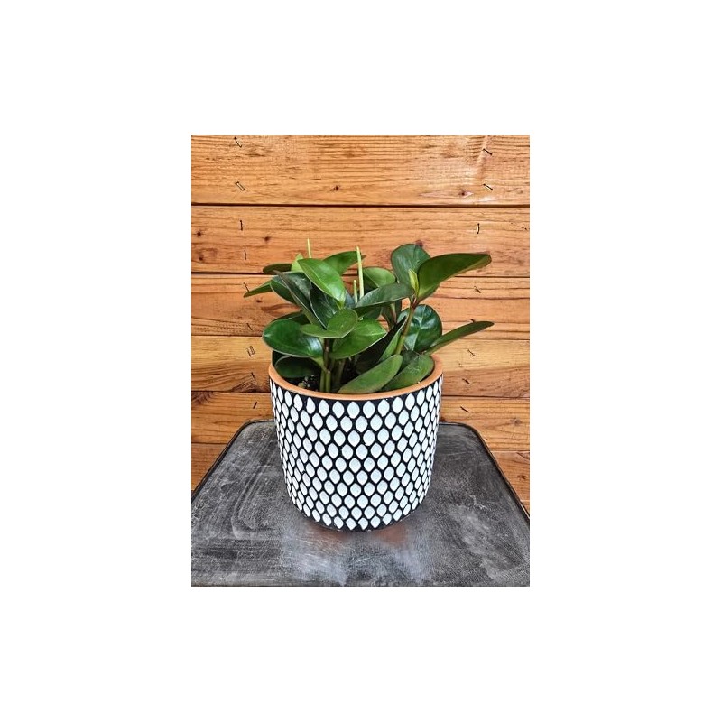 Peperomia Obtusifolia Red Margins, 6" Plant