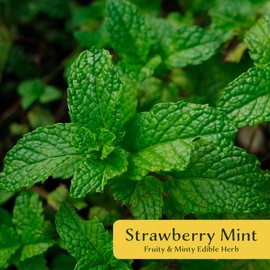 Strawberry Mint | 2 Live Plants in 2.5-inch Nursery Cubes | Mentha × piperita 'Strawberry' Variety | Easy-Care Edible Perennial Herb | Fragrant Minty-Strawberry Flavor for Home and Garden