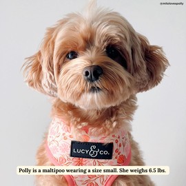 Lucy & Co. Cute Reversible Dog Harness Walking Halter - Best Designer Pet Harnesses for XS - XL Dogs - Padded Adjustable Vest for Easy Walking-XLarge-Peach Pink Floral Plaid