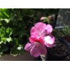 Freshcuts Martha Washington Geranium Pelargonium Mix Cuttings for rooting (6)