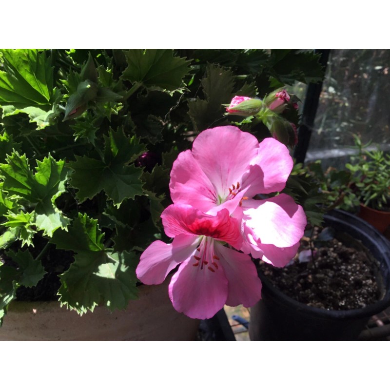 Freshcuts Martha Washington Geranium Pelargonium Mix Cuttings for rooting (6)