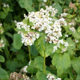 HeirloomSupplySuccess 1000 Heirloom Variety Moench/Mancan Buckwheat Seeds