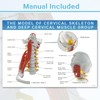 EVOTECH SCIENTIFIC Cervical Spine Anatomical Model with Brainstem, Muscles, Thoracic
