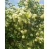 Tree FRESH TEXAS EBONY TREE SEEDS - 20 SEEDS (026)