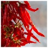 Everwilde Farms - 1/4 Lb Cayenne Long Red Hot Pepper