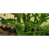 Vegetable-Herb Seeds 50 Okra Seeds / Đậu Bắp for 2025
