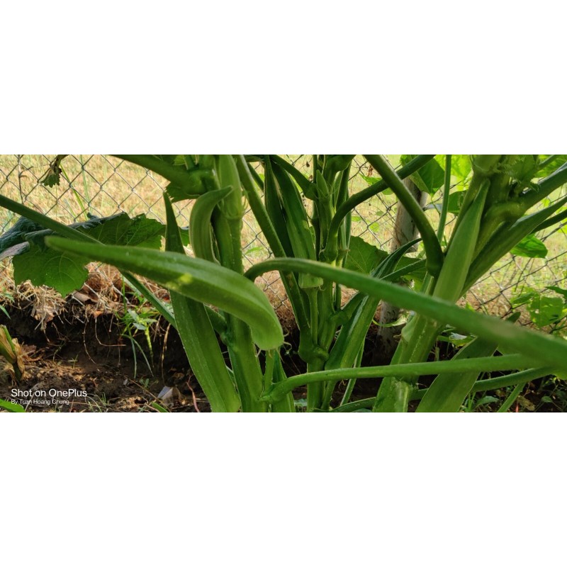 Vegetable-Herb Seeds 50 Okra Seeds / Đậu Bắp for 2025