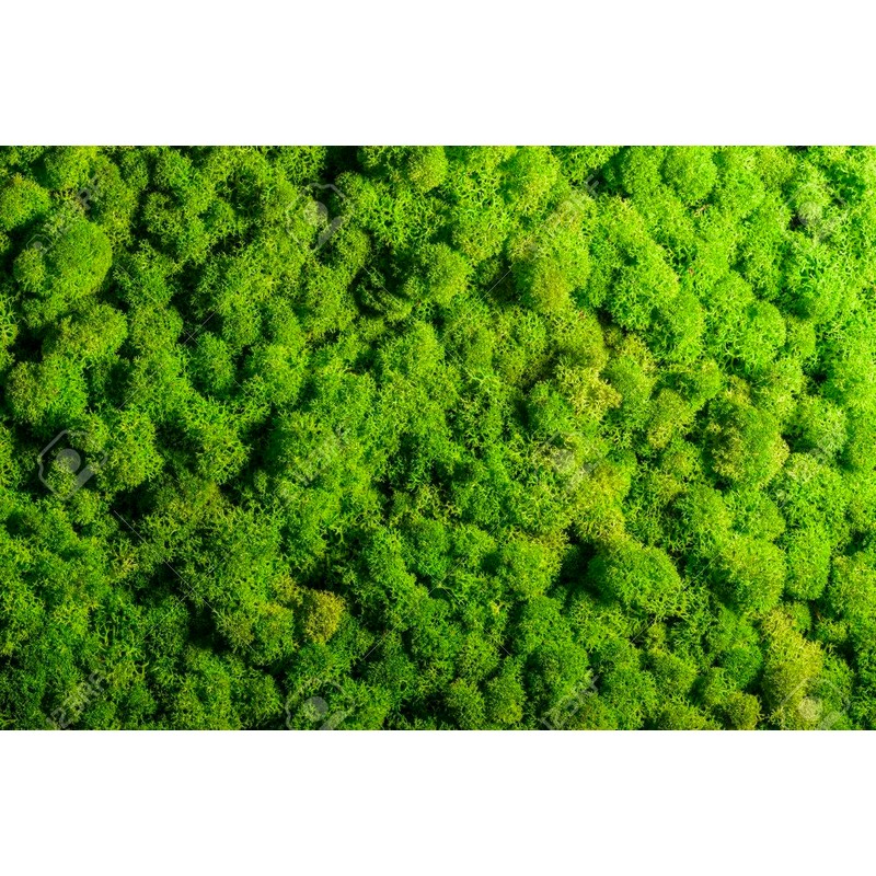 Gardenera's Professional Grade Mix for Stunning Peace Lilies: The Essential