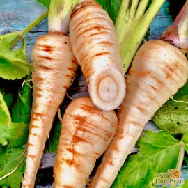200 + Hollow Crown Parsnip Seeds | Non-GMO | Heirloom | Fresh Garden Seeds