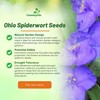Outsidepride Spiderwort Seeds - 2000 Pcs. Perennial, Drought Tolerant &