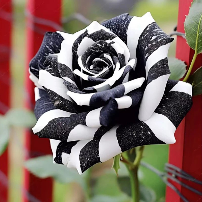Nygardenia 20pcs Rare Black & White Rose Seeds - Non-GMO