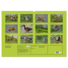 Possierliche Stockenten (Wandkalender 2026 DIN A2 quer), CALVENDO Monatskalender