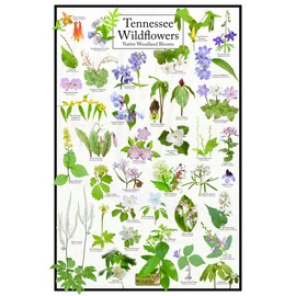 Tennessee Wildflowers - Native Woodland Blooms Flower Poster - Educational Science Nature Chart (12" x 18")