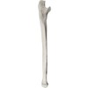 Ulna Bone Model - Right - Anatomically Accurate Human Ulnar