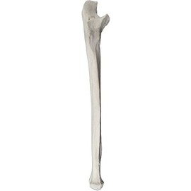Ulna Bone Model - Right - Anatomically Accurate Human Ulnar Bone Replica - hBARSCI