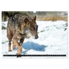 Wolves, Wild Spirits (Wall Calendar 2026 DIN A3 Landscape), CALVENDO