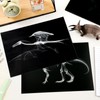 Chunful 20 Pcs Animal X-Ray Kit Wildlife X-Ray Flash Cards