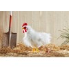 Living Nature Soft Toy - Large Cockerel Chicken (35cm)