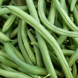 Blue Lake FM1K Pole Bean Seeds (Treated) - 1 Lb - Non-GMO, Heirloom - Green Bean Vegetable Garden Seeds - Phaseolus vulgaris