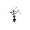 Super Blue Liriope Muscari - 40 Live Plugs - Ground