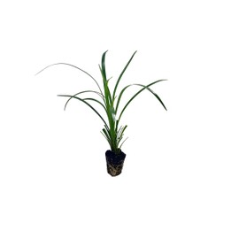 Super Blue Liriope Muscari - 40 Live Plugs - Ground Cover Grass Plants
