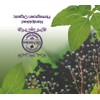 Dr Nettles Natural Beauty Elderberry and Tulsi Immune Boosting Tea