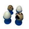 Undique Mini Egg Cup Set, Quail Egg Holders, Set of