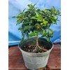 Indoorbonsaiandexotics Dwarf Barbados Cherry Tree in 6inch Pot Can be