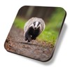 1 x Square Coaster - Funny Running Badger Nature Wildlife